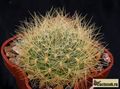 SULCOREBUTIA swobodae WF 39